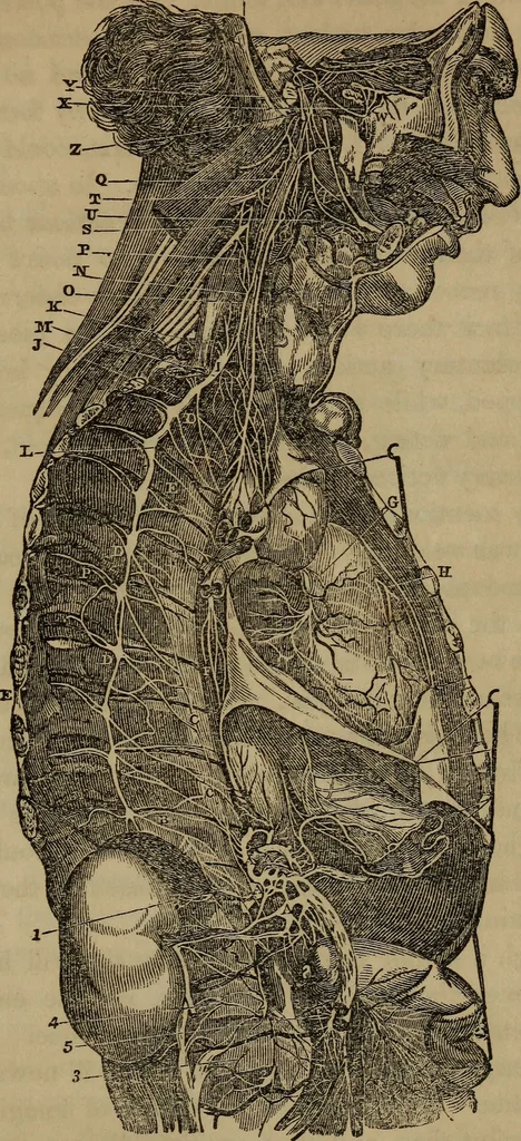An illustration from Fascination, 1848, leaf 70
