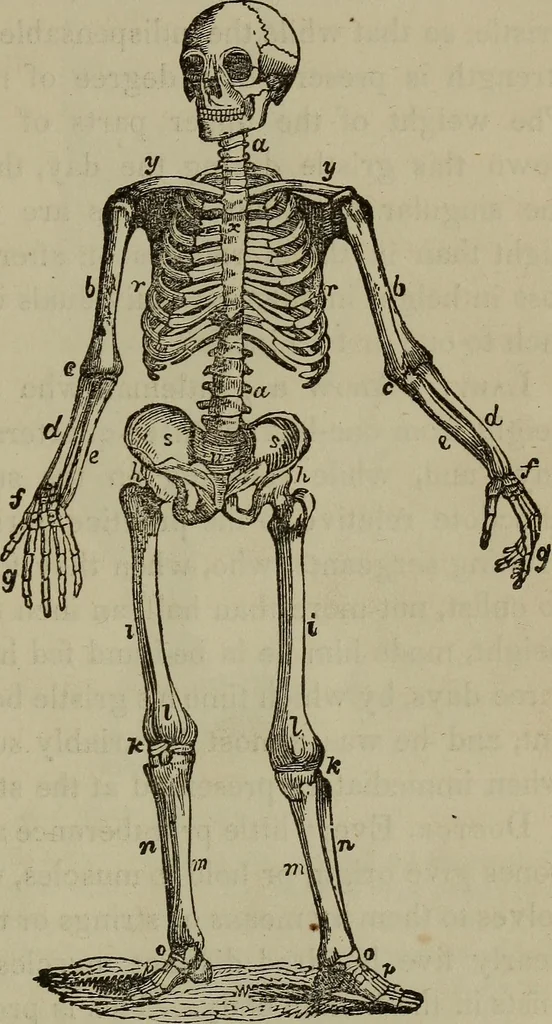 An illustration from Fascination; or the Philosophy of charming, illustrating the principles of life in connection with spirit and matter, 1854, leaf 47