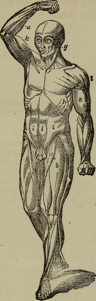 An illustration from Fascination; or the Philosophy of charming, illustrating the principles of life in connection with spirit and matter, 1854, leaf 49