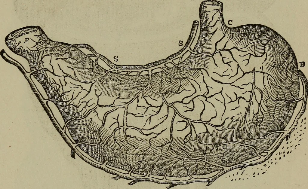 An illustration from Fascination; or the Philosophy of charming, illustrating the principles of life in connection with spirit and matter, 1854, leaf 51