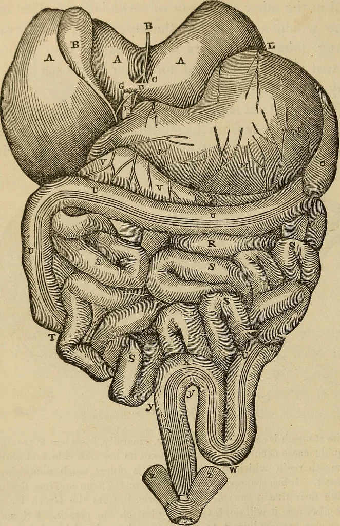 An illustration from Fascination; or the Philosophy of charming, illustrating the principles of life in connection with spirit and matter, 1854, leaf 52