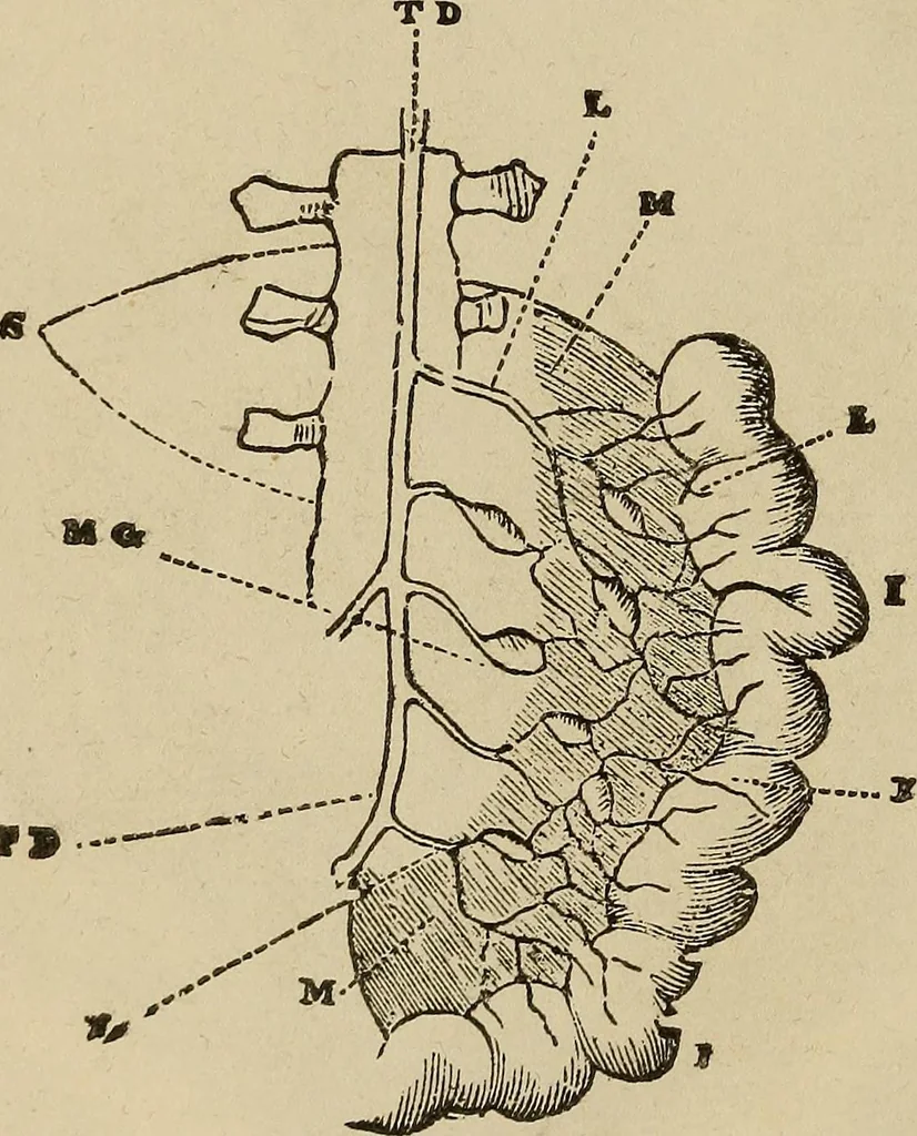 An illustration from Fascination; or the Philosophy of charming, illustrating the principles of life in connection with spirit and matter, 1854, leaf 54