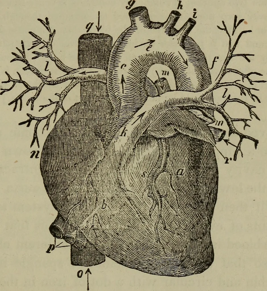An illustration from Fascination; or the Philosophy of charming, illustrating the principles of life in connection with spirit and matter, 1854, leaf 55