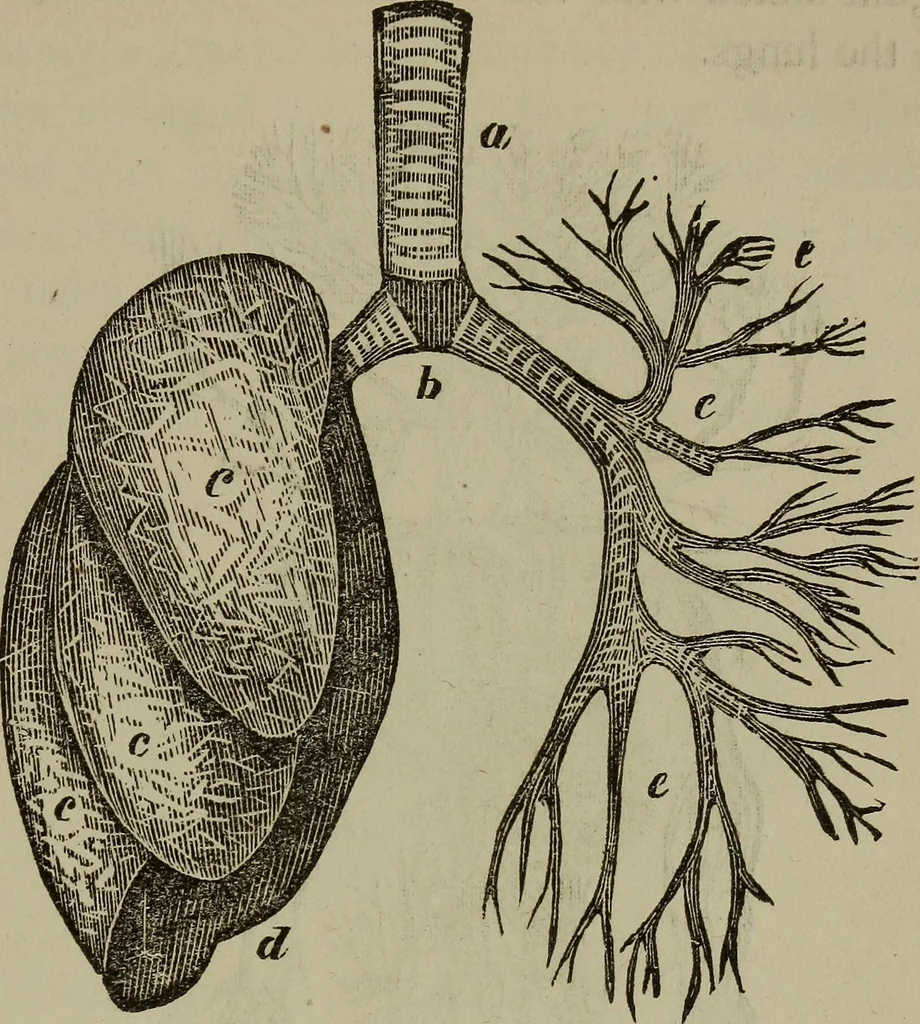An illustration from Fascination; or the Philosophy of charming, illustrating the principles of life in connection with spirit and matter, 1854, leaf 57