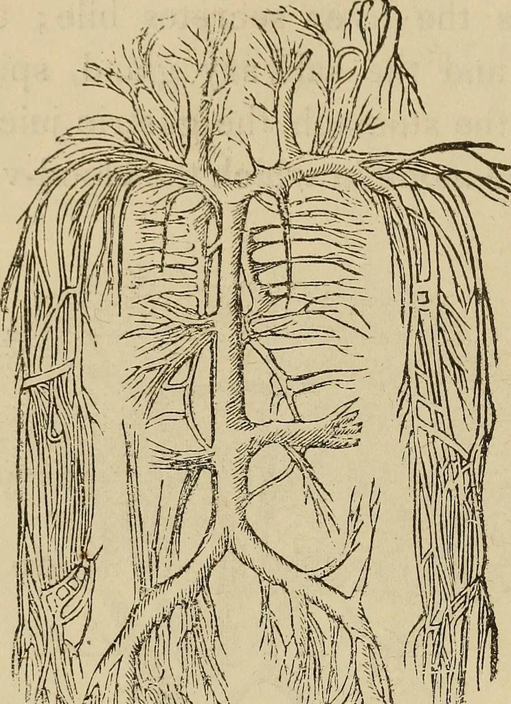 An illustration from Fascination; or the Philosophy of charming, illustrating the principles of life in connection with spirit and matter, 1854, leaf 60