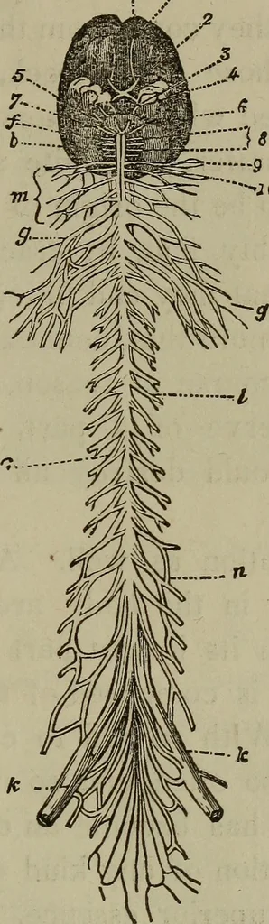 An illustration from Fascination; or the Philosophy of charming, illustrating the principles of life in connection with spirit and matter, 1854, leaf 61