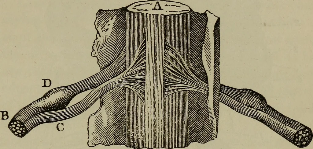 An illustration from Fascination; or the Philosophy of charming, illustrating the principles of life in connection with spirit and matter, 1854, leaf 63