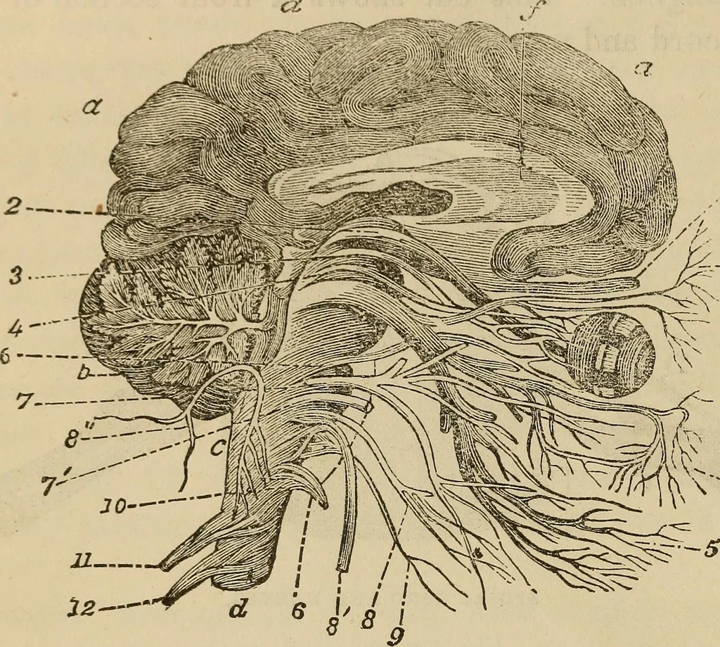 An illustration from Fascination; or the Philosophy of charming, illustrating the principles of life in connection with spirit and matter, 1854, leaf 64