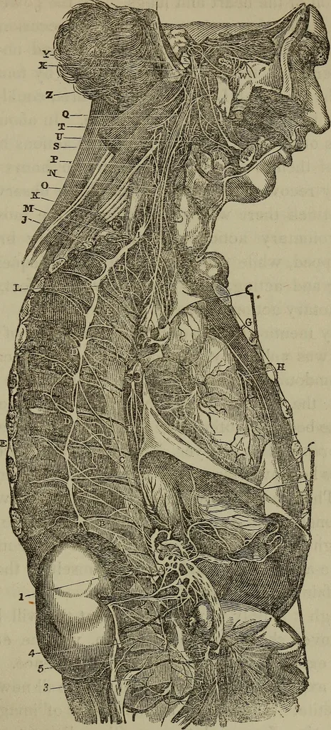 An illustration from Fascination; or the Philosophy of charming, illustrating the principles of life in connection with spirit and matter, 1854, leaf 69