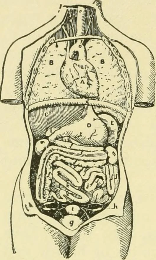 An illustration from Fashion's slaves, 1892, leaf 21