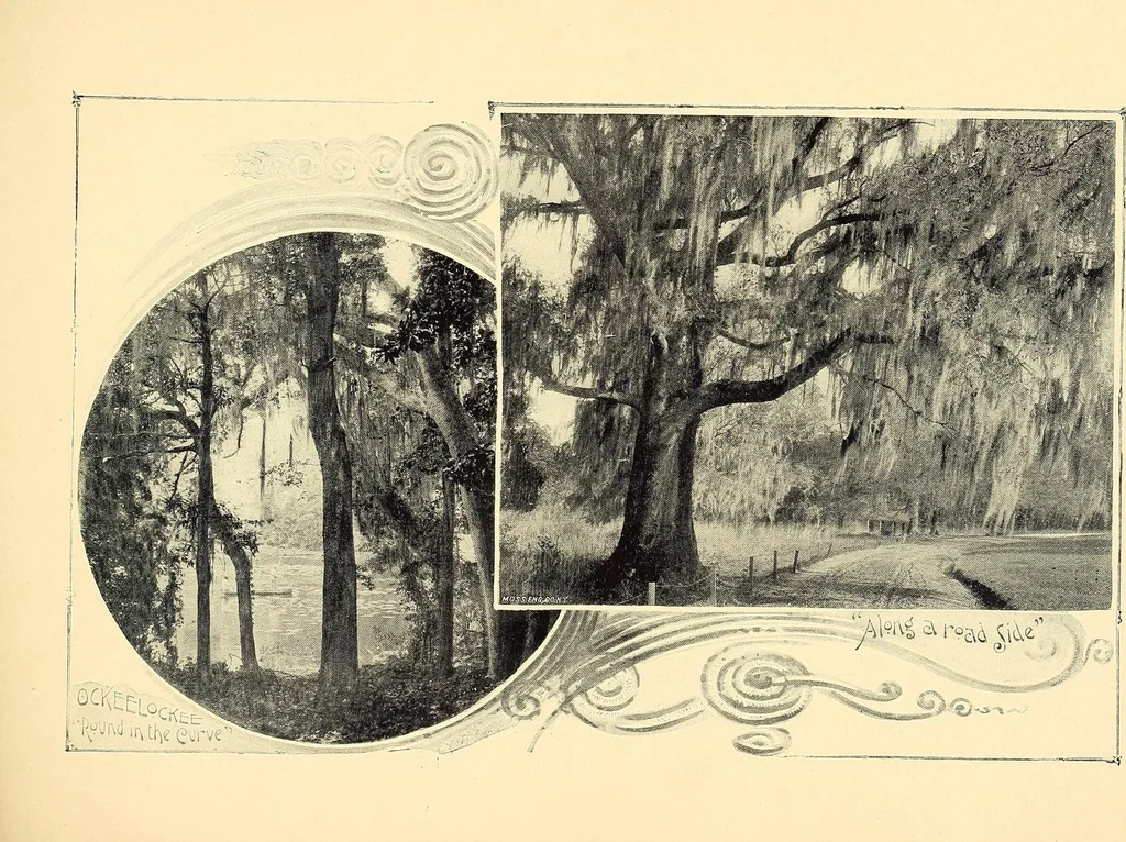 An illustration from Features of the hill country, Florida, 1894, leaf 27