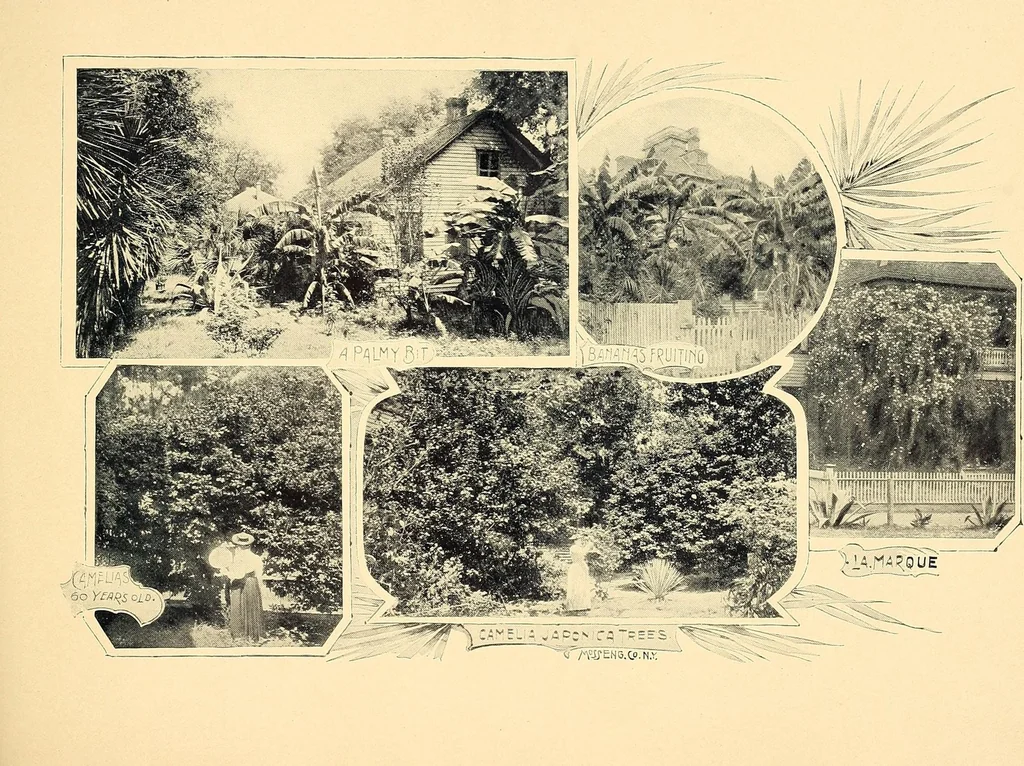 An illustration from Features of the hill country, Florida, 1894, leaf 49