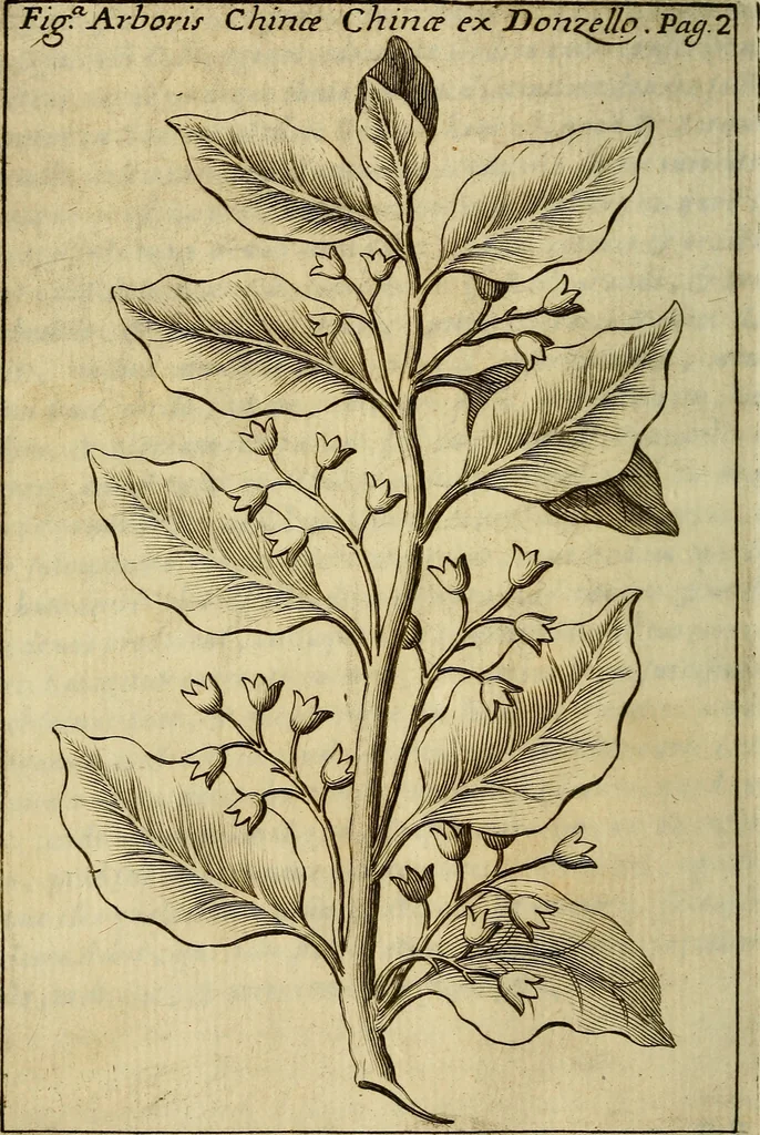An illustration from Febris china chinae expugnata, seu, Illustr. aliquot virorum opuscula, quae veram tradunt methodum, febres china chinae curandi, 1700, leaf 31
