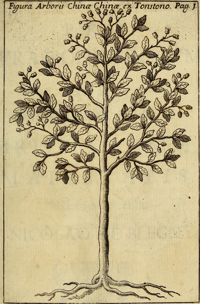 An illustration from Febris china chinae expugnata, seu, Illustr. aliquot virorum opuscula, quae veram tradunt methodum, febres china chinae curandi, 1700, leaf 32