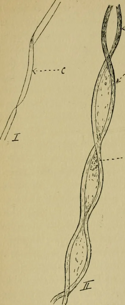 An illustration from Fibres for fabrics, 1908, leaf 167