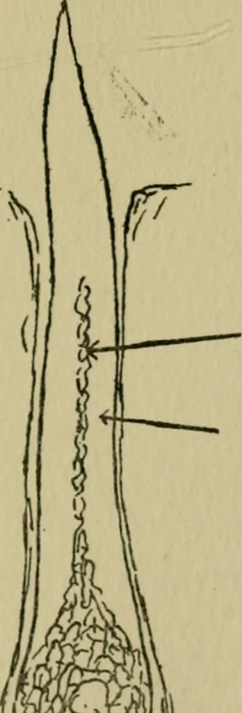 An illustration from Fibres for fabrics, 1908, leaf 173