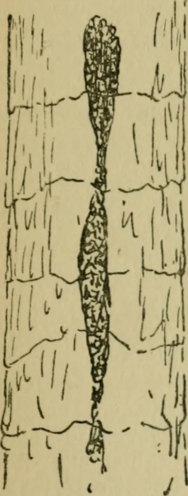 An illustration from Fibres for fabrics, 1908, leaf 173