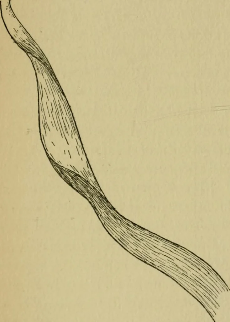 An illustration from Fibres for fabrics, 1908, leaf 181