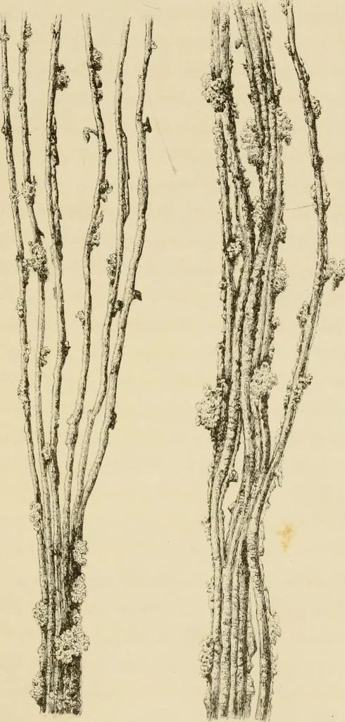 An illustration from Fibrilia: a practical and economical substitute for cotton ... Together with a history of the growth and manufacture of wool, cotton, flax, etc., in Europe and America. With illustrations from microscopical examinations, 1861, leaf 31