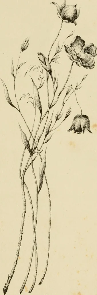 An illustration from Fibrilia: a practical and economical substitute for cotton ... Together with a history of the growth and manufacture of wool, cotton, flax, etc., in Europe and America. With illustrations from microscopical examinations, 1861, leaf 9