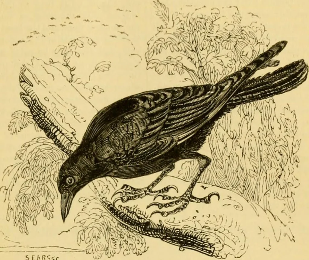 An illustration from The field book : or, Sports and pastimes of the United kingdom ; compiled from the best authorities, ancient and modern, 1833, leaf 101