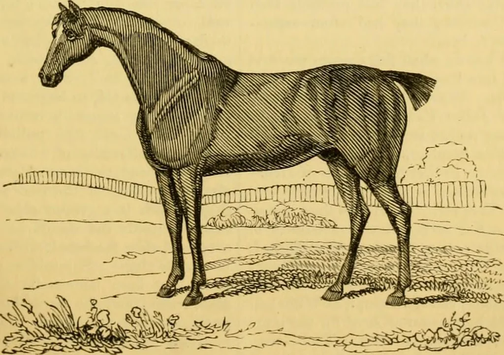 An illustration from The field book : or, Sports and pastimes of the United kingdom ; compiled from the best authorities, ancient and modern, 1833, leaf 131