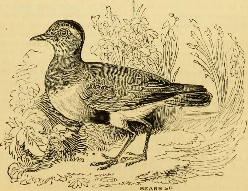 An illustration from The field book : or, Sports and pastimes of the United kingdom ; compiled from the best authorities, ancient and modern, 1833, leaf 172