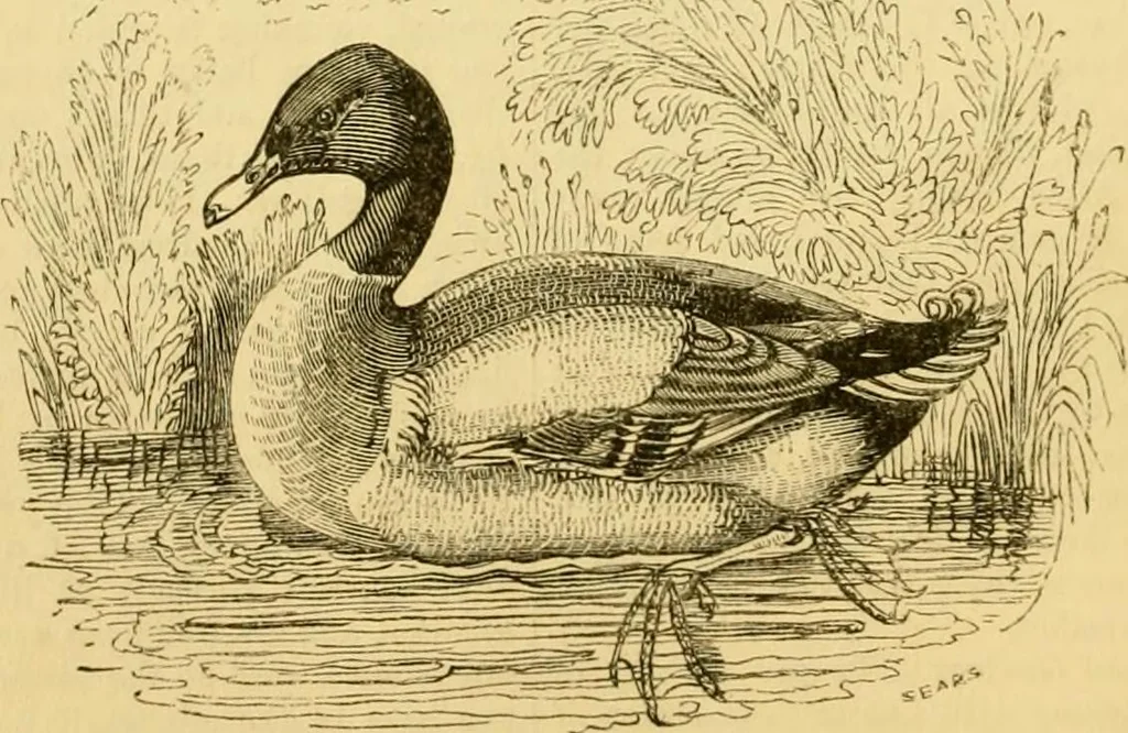 An illustration from The field book : or, Sports and pastimes of the United kingdom ; compiled from the best authorities, ancient and modern, 1833, leaf 176