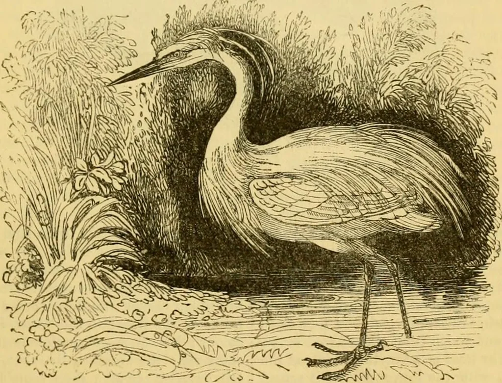 An illustration from The field book : or, Sports and pastimes of the United kingdom ; compiled from the best authorities, ancient and modern, 1833, leaf 187
