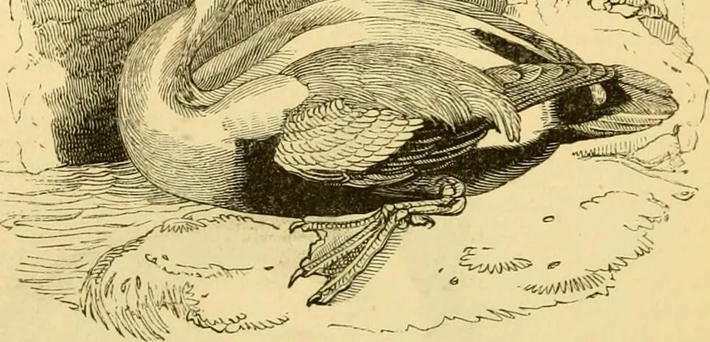 An illustration from The field book : or, Sports and pastimes of the United kingdom ; compiled from the best authorities, ancient and modern, 1833, leaf 188