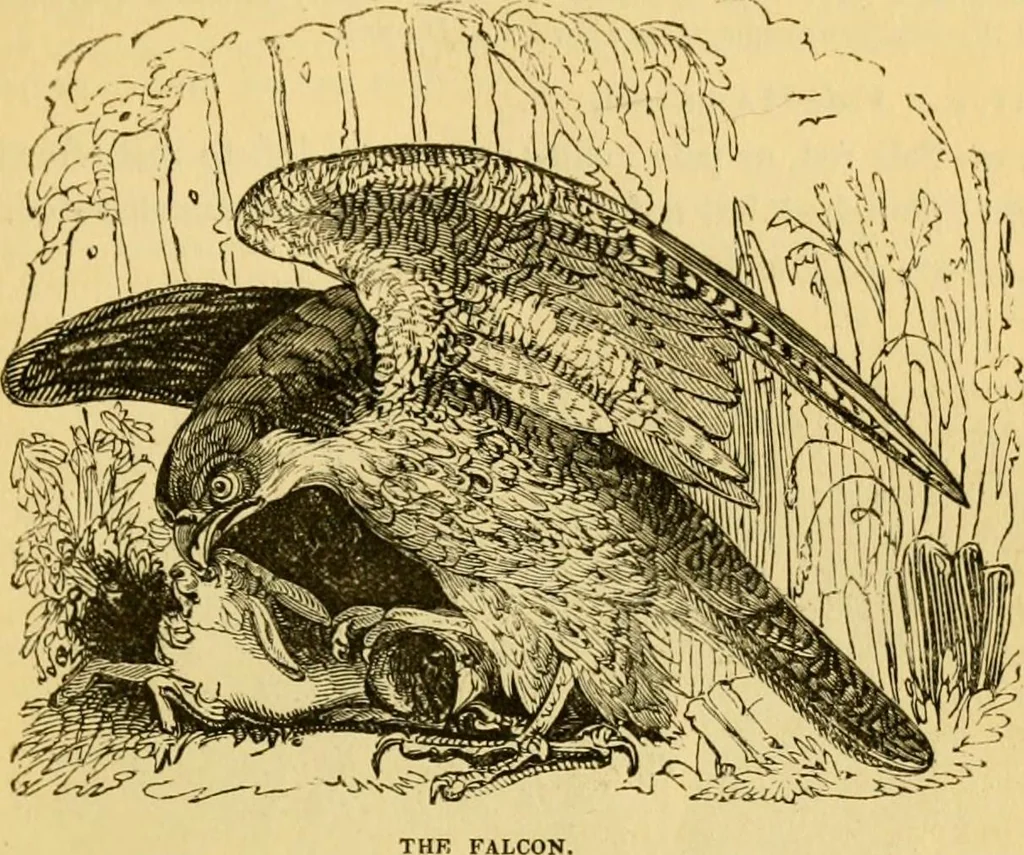 An illustration from The field book : or, Sports and pastimes of the United kingdom ; compiled from the best authorities, ancient and modern, 1833, leaf 195