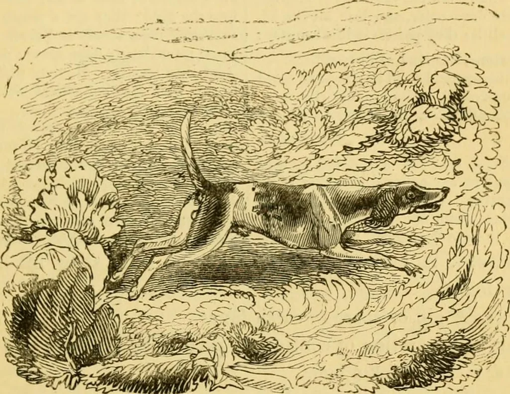 An illustration from The field book : or, Sports and pastimes of the United kingdom ; compiled from the best authorities, ancient and modern, 1833, leaf 219