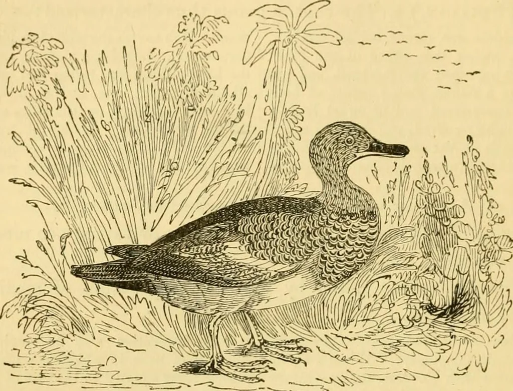 An illustration from The field book : or, Sports and pastimes of the United kingdom ; compiled from the best authorities, ancient and modern, 1833, leaf 222