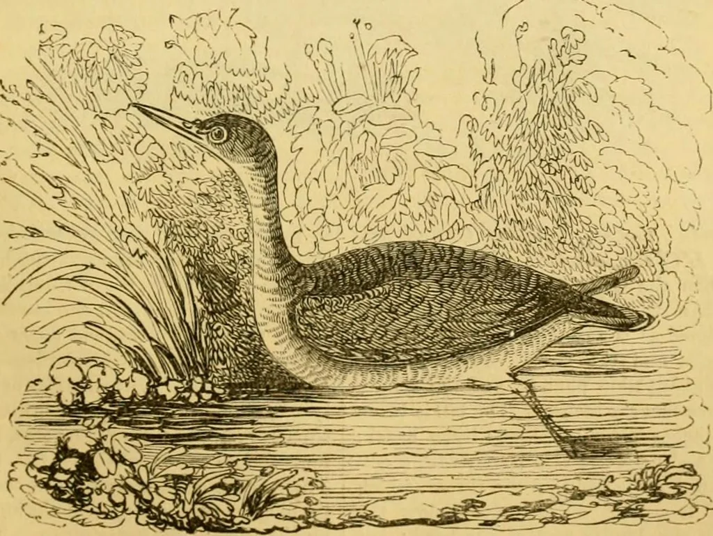 An illustration from The field book : or, Sports and pastimes of the United kingdom ; compiled from the best authorities, ancient and modern, 1833, leaf 239
