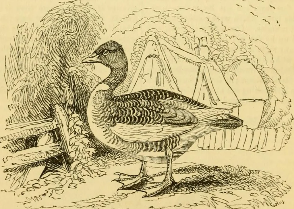 An illustration from The field book : or, Sports and pastimes of the United kingdom ; compiled from the best authorities, ancient and modern, 1833, leaf 240