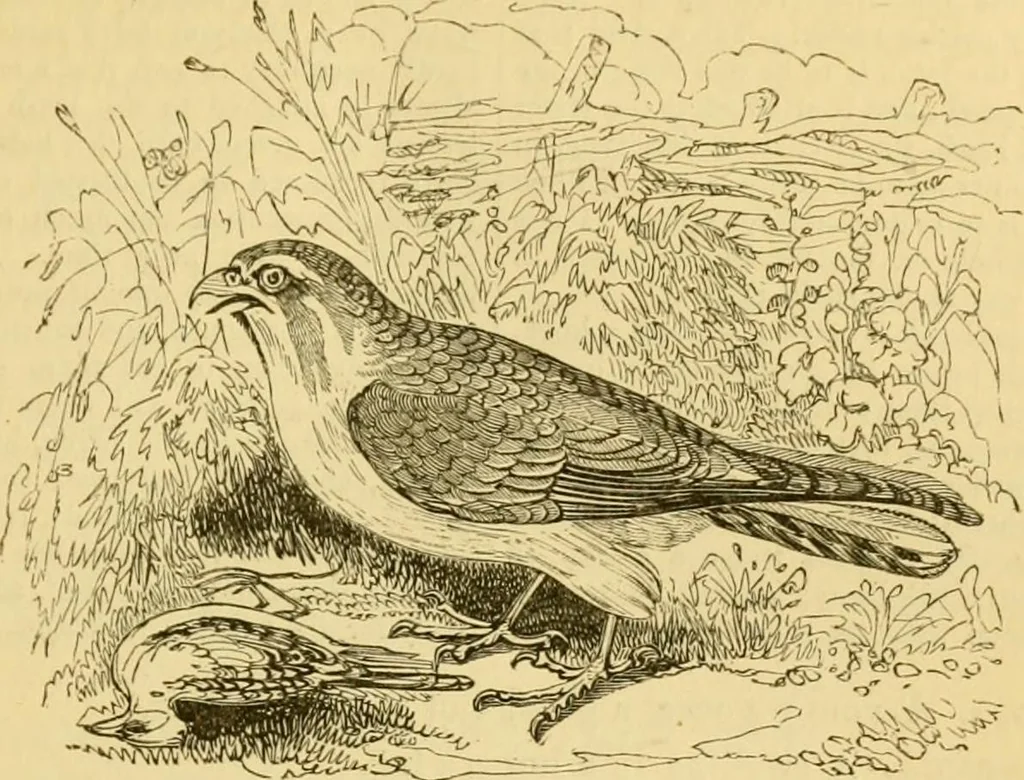 An illustration from The field book : or, Sports and pastimes of the United kingdom ; compiled from the best authorities, ancient and modern, 1833, leaf 243