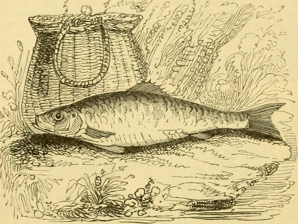 An illustration from The field book : or, Sports and pastimes of the United kingdom ; compiled from the best authorities, ancient and modern, 1833, leaf 246