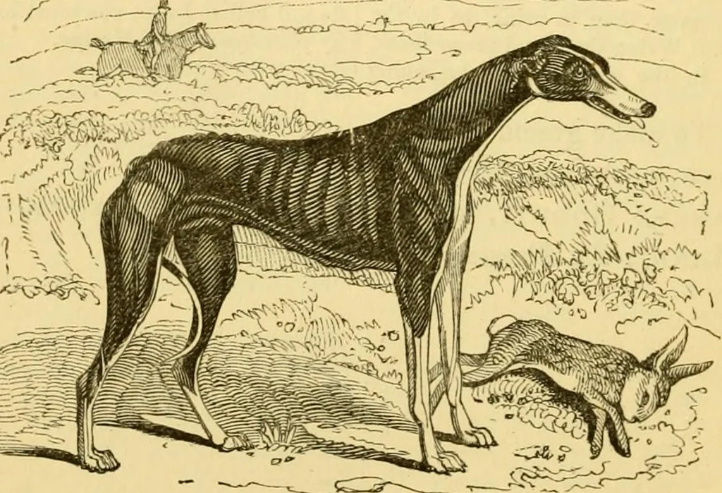 An illustration from The field book : or, Sports and pastimes of the United kingdom ; compiled from the best authorities, ancient and modern, 1833, leaf 252