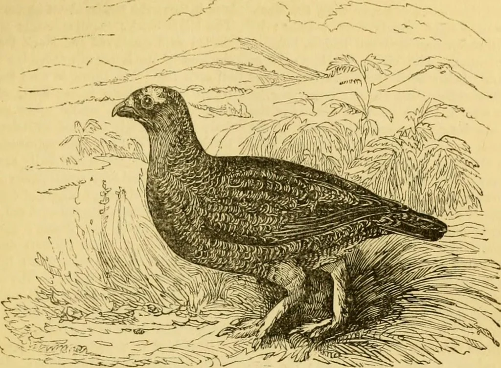 An illustration from The field book : or, Sports and pastimes of the United kingdom ; compiled from the best authorities, ancient and modern, 1833, leaf 255