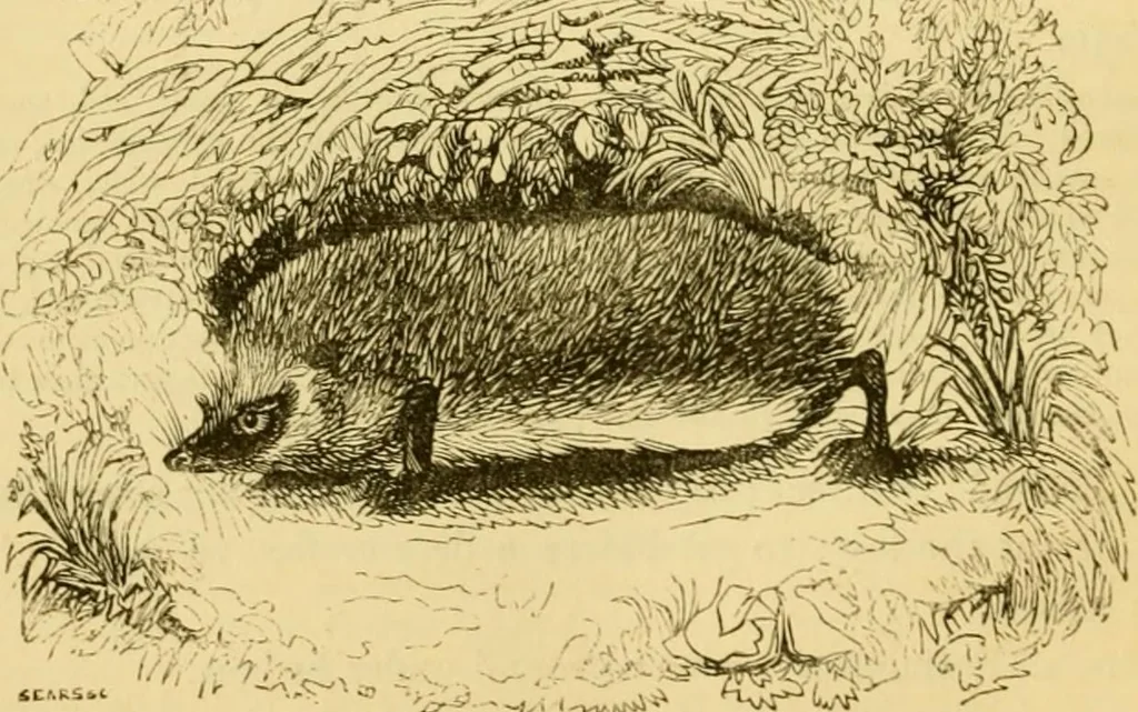 An illustration from The field book : or, Sports and pastimes of the United kingdom ; compiled from the best authorities, ancient and modern, 1833, leaf 276