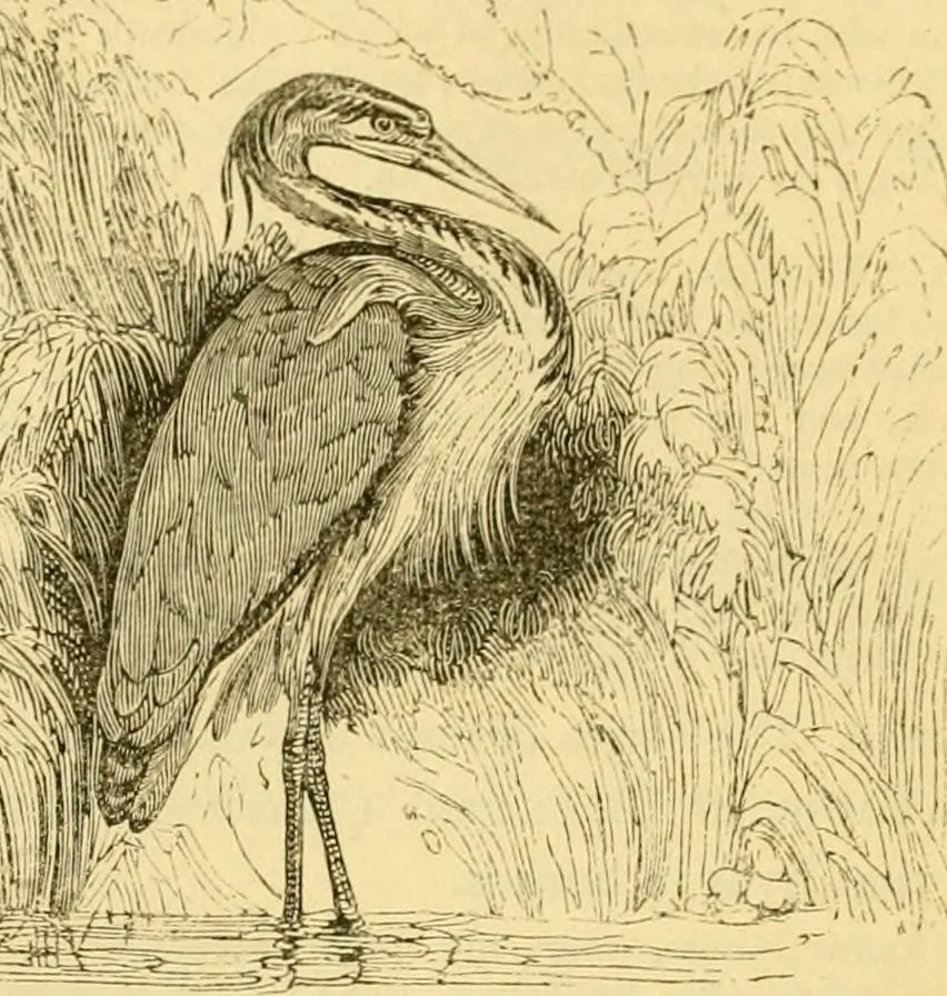 An illustration from The field book : or, Sports and pastimes of the United kingdom ; compiled from the best authorities, ancient and modern, 1833, leaf 278
