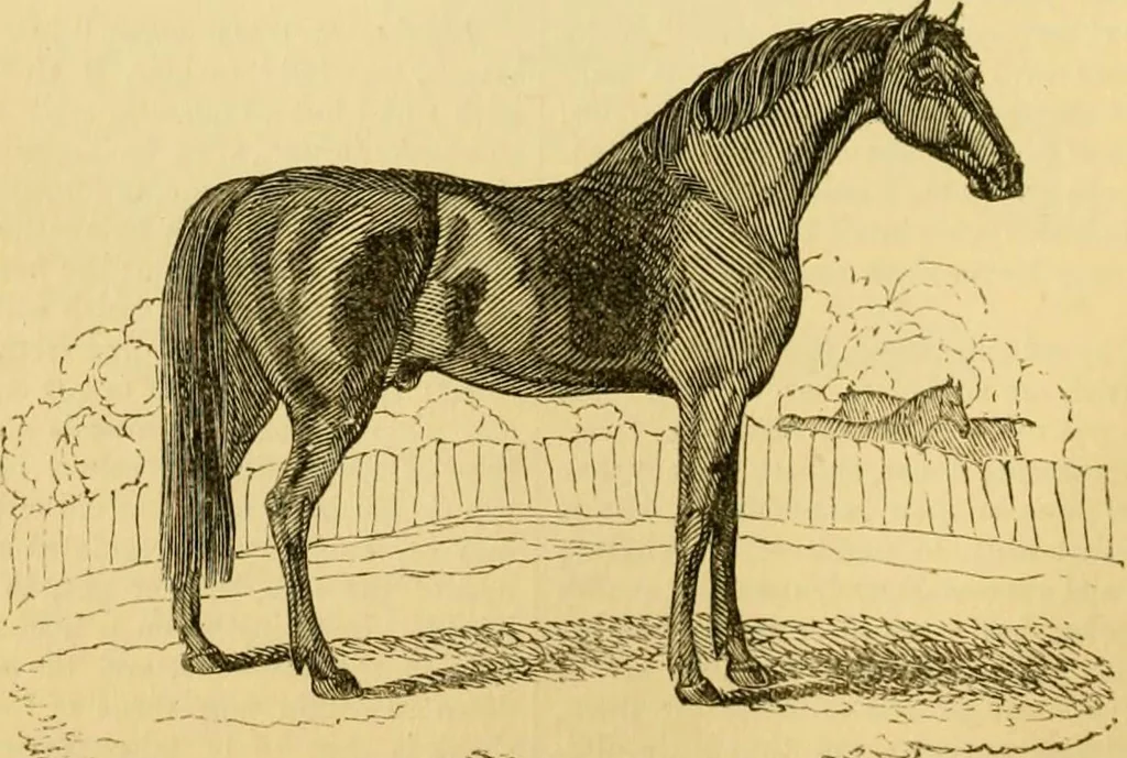 An illustration from The field book : or, Sports and pastimes of the United kingdom ; compiled from the best authorities, ancient and modern, 1833, leaf 286