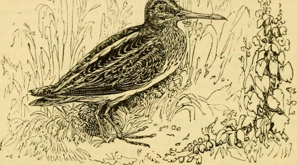 An illustration from The field book : or, Sports and pastimes of the United kingdom ; compiled from the best authorities, ancient and modern, 1833, leaf 312