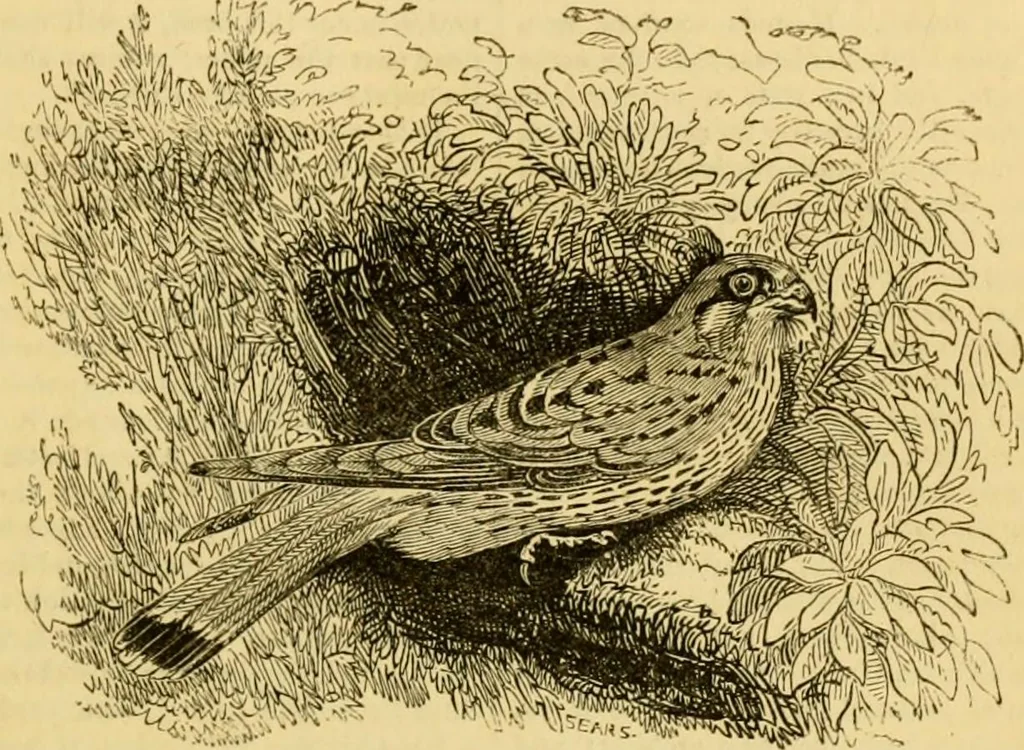 An illustration from The field book : or, Sports and pastimes of the United kingdom ; compiled from the best authorities, ancient and modern, 1833, leaf 313