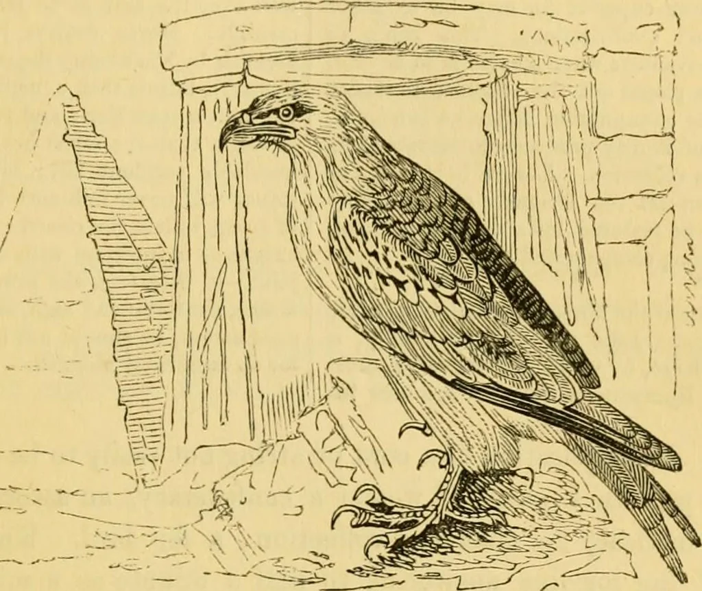 An illustration from The field book : or, Sports and pastimes of the United kingdom ; compiled from the best authorities, ancient and modern, 1833, leaf 321