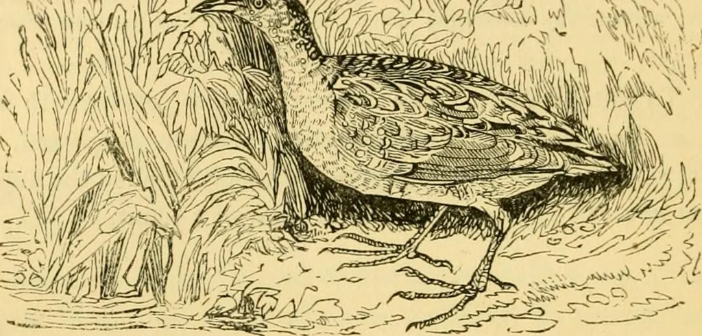 An illustration from The field book : or, Sports and pastimes of the United kingdom ; compiled from the best authorities, ancient and modern, 1833, leaf 324