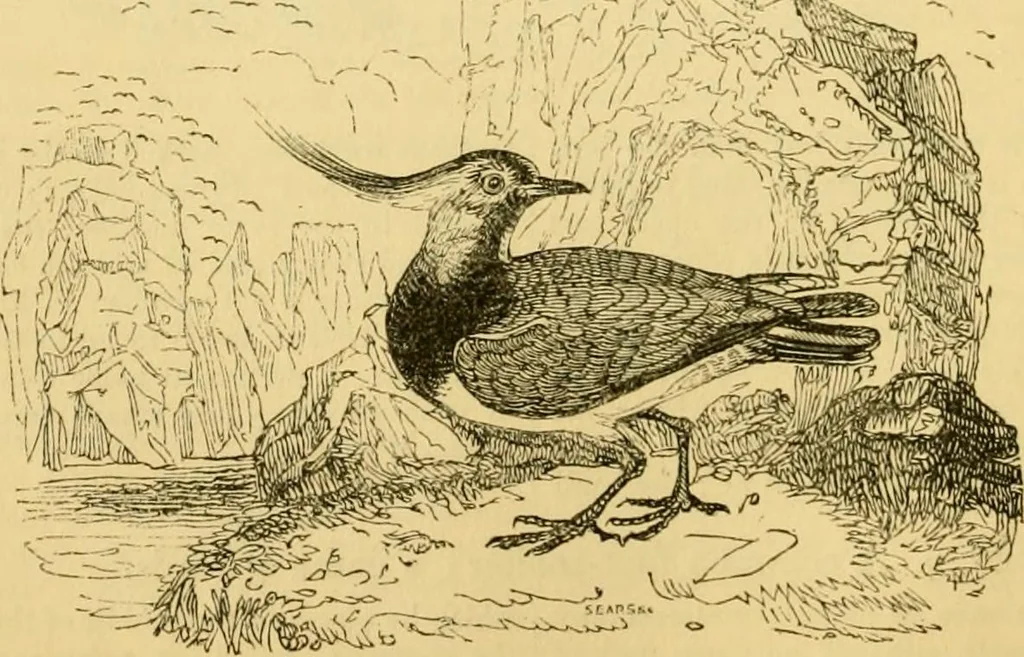 An illustration from The field book : or, Sports and pastimes of the United kingdom ; compiled from the best authorities, ancient and modern, 1833, leaf 328