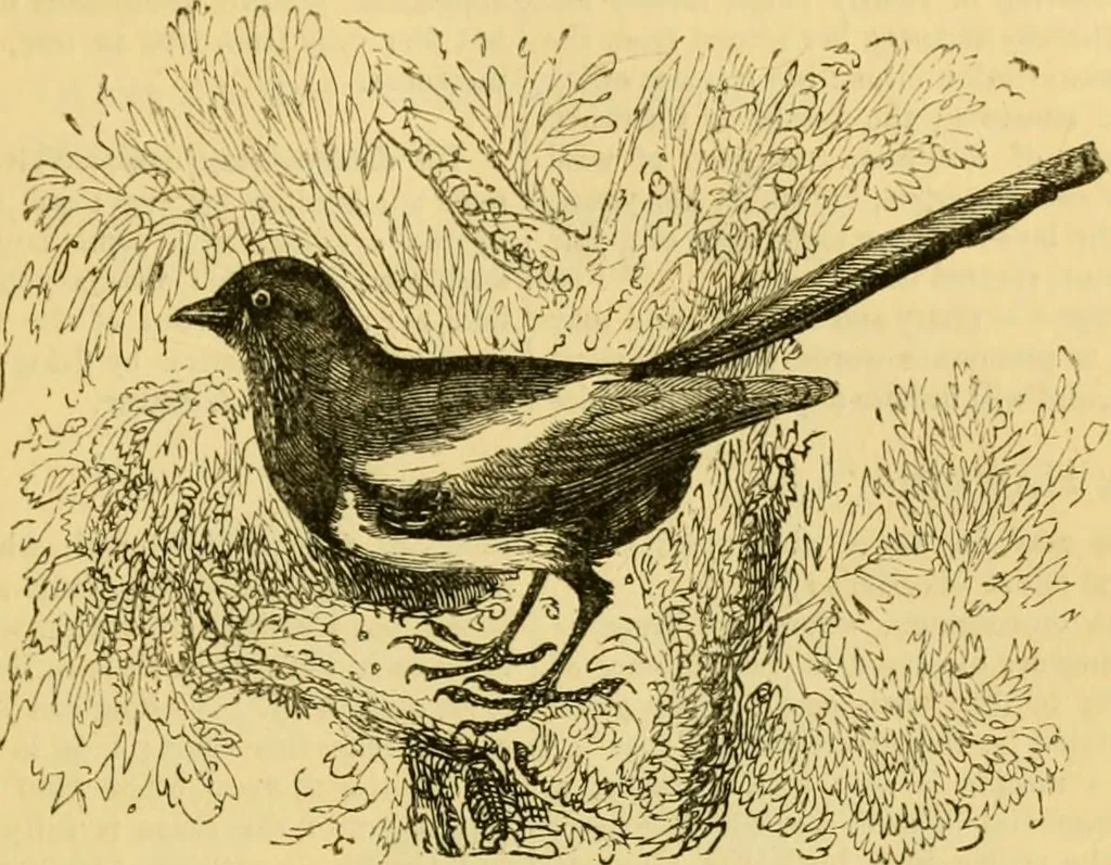 An illustration from The field book : or, Sports and pastimes of the United kingdom ; compiled from the best authorities, ancient and modern, 1833, leaf 343