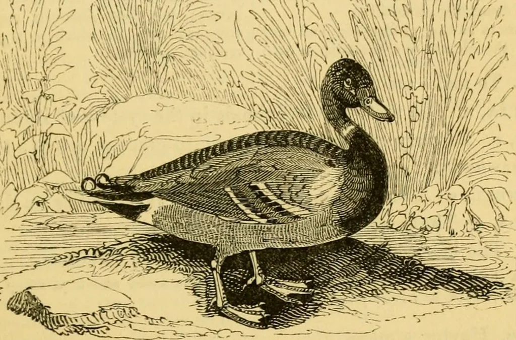 An illustration from The field book : or, Sports and pastimes of the United kingdom ; compiled from the best authorities, ancient and modern, 1833, leaf 345