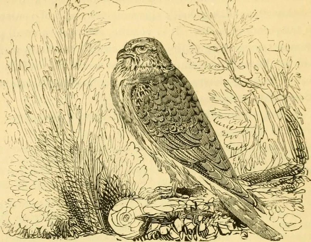 An illustration from The field book : or, Sports and pastimes of the United kingdom ; compiled from the best authorities, ancient and modern, 1833, leaf 356